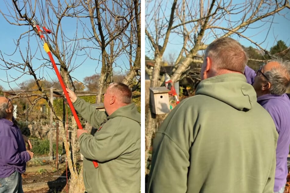 Gemeinsam mit Fachmann Jörg beschneidet der Kleingartensheriff in der Herbstsonne seinen zu hoch gewachsenen Pflaumenbaum.