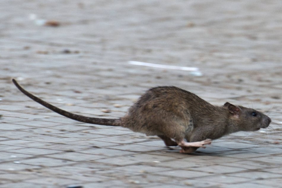 Viele Menschen ekeln sich vor Ratten oder haben sogar panische Angst vor ihnen. (Archivfoto)