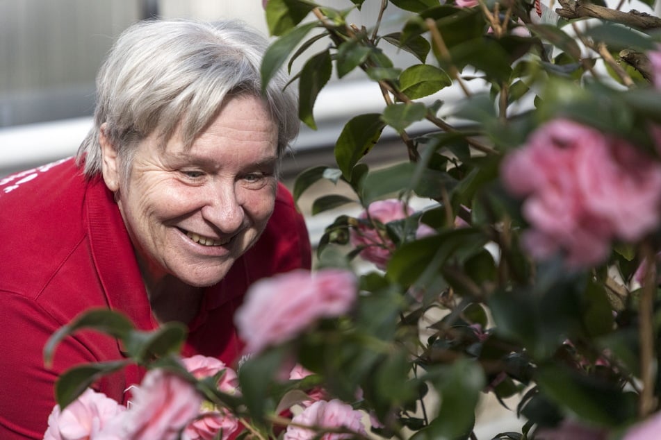 Martina Thiele (68, Leiterin des Heimatvereins) kümmert sich mit sechs Mitstreitern seit über 20 Jahren um das Kamelienhaus.