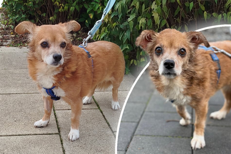 Hundeoma auf ihre alten Tage ganz alleine: Erfüllt sich Sophies Weihnachtswunsch?