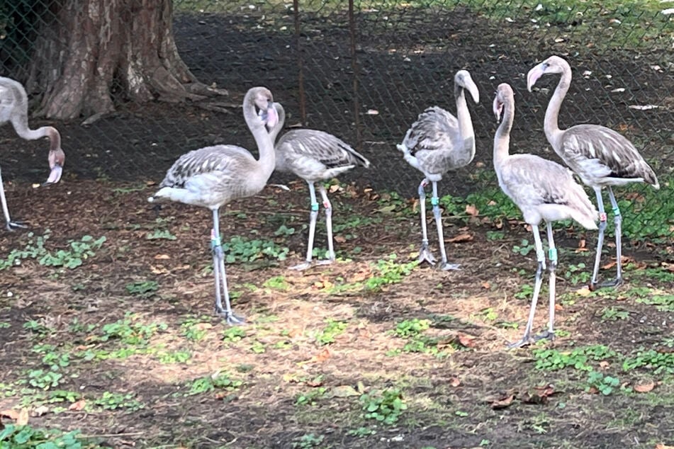 Süßer Zuwachs im Kölner Zoo: Mini-Flamingos watscheln jetzt umher
