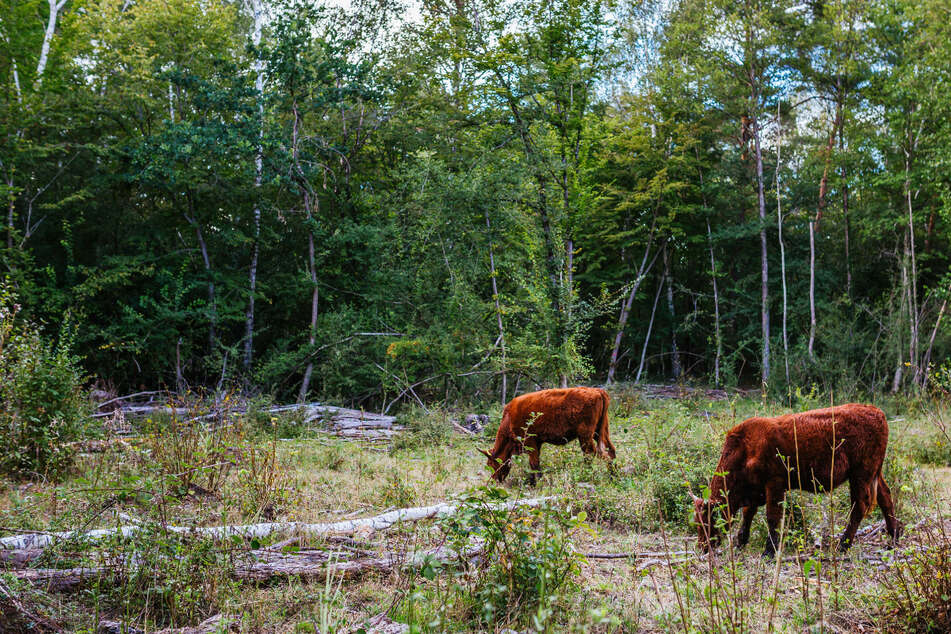 Kappel-Grafenhausen: Zwei Rinder stehen im Wald und grasen.