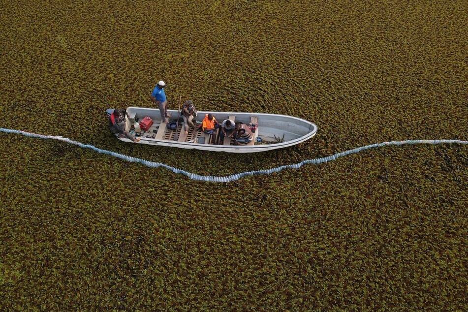 Half of the lake's surface became covered by the invasive giant salvinia – Salvinia molesta – a free-floating plant that has made the lake uninhabitable for both fish and manatees.