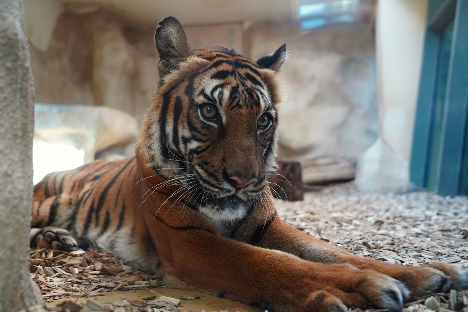 Tigerin Cindy (†21) musste am Montag aus gesundheitlichen Gründen eingeschläfert werden.