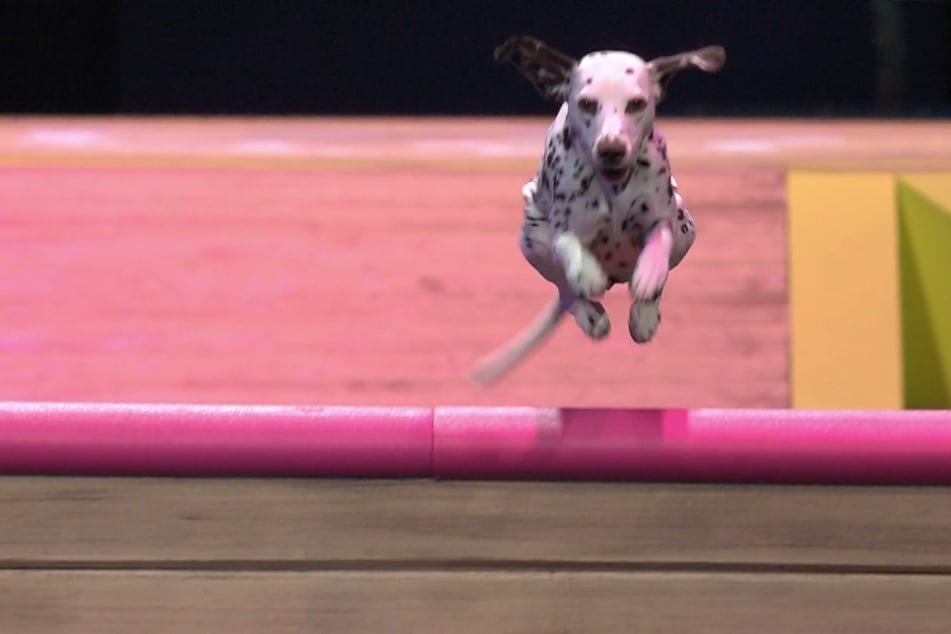 Fit wie ein Turnschuh flitzt Lillet durch den "Top Dog Germany"-Parcours.