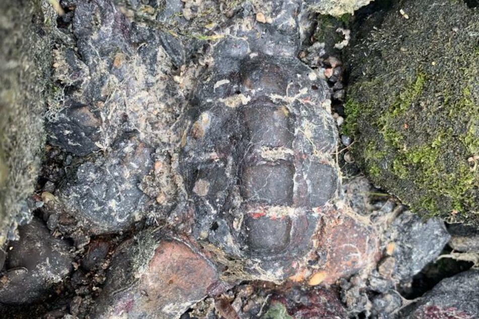 Schock-Fund! Spaziergänger entdeckt Granate in der Spree