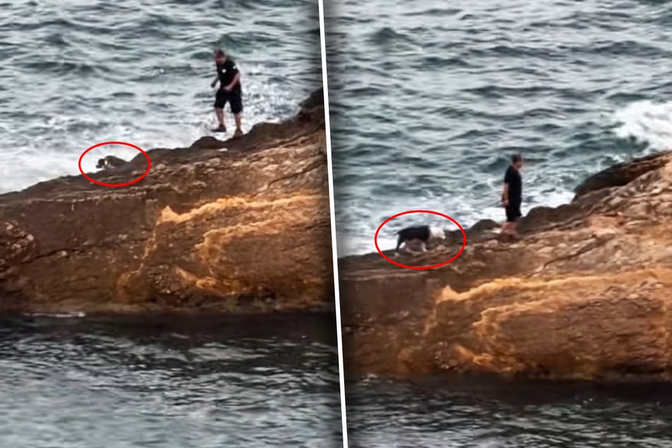 Das Ende des Videos wirft Fragen auf. Es wirkt so, als sei der Mann auf dem Felsen da, um den Hund abzuholen. Immerhin hilft er ihm aus dem Wasser und nimmt ihn sofort an die Leine.