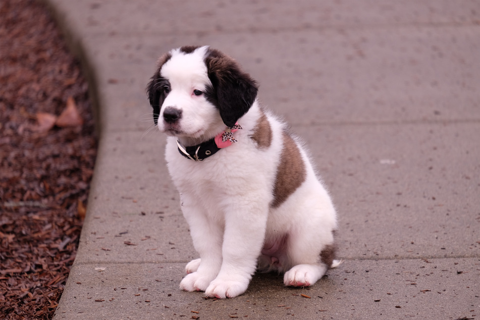 Is there anything cuter than a Saint Bernard puppy?