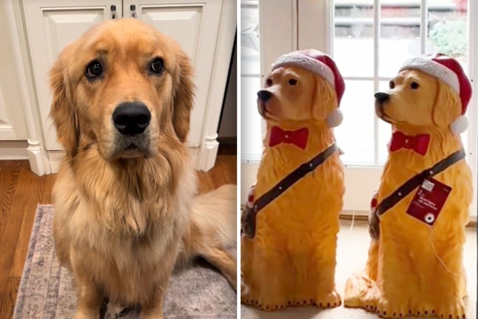 Golden Retriever Benny tut sich schwer mit diesen beiden "Artgenossen".