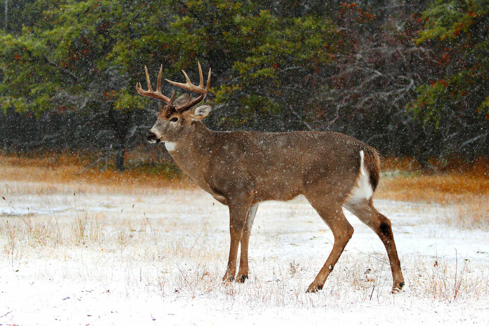 The animal survived in the wild for about a year and a half (iconic image).