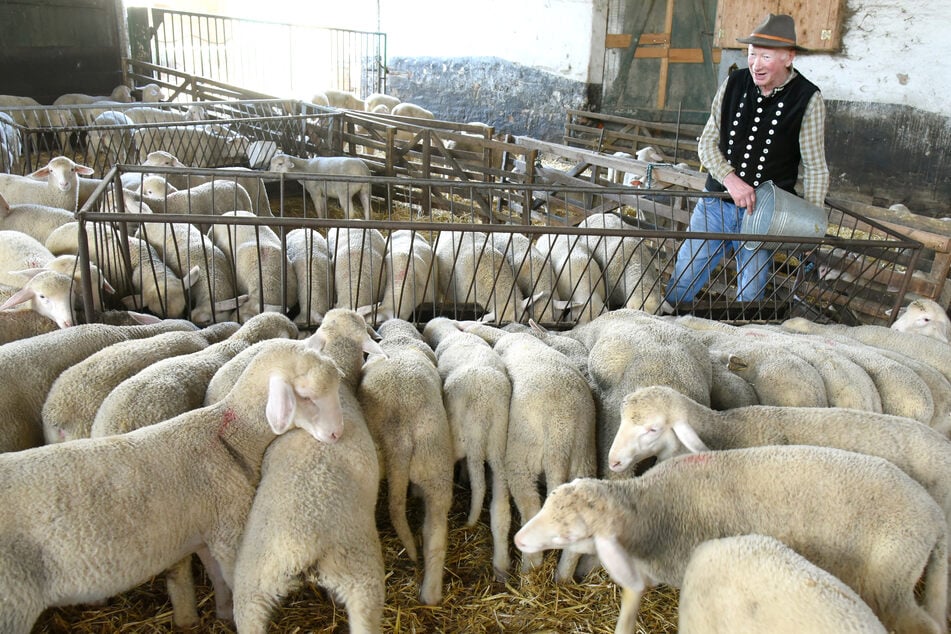 In Bennewitz/Wurzen freut man sich gegenwärtig über volle Ställe und den Zuwachs von mehr Lämmergeburten gegenüber der letzten zwei Jahre.