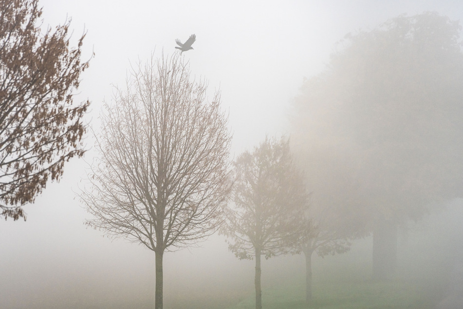 Besonders in den Morgenstunden bilden sich dichte Nebelfelder in Sachsen-Anhalt.