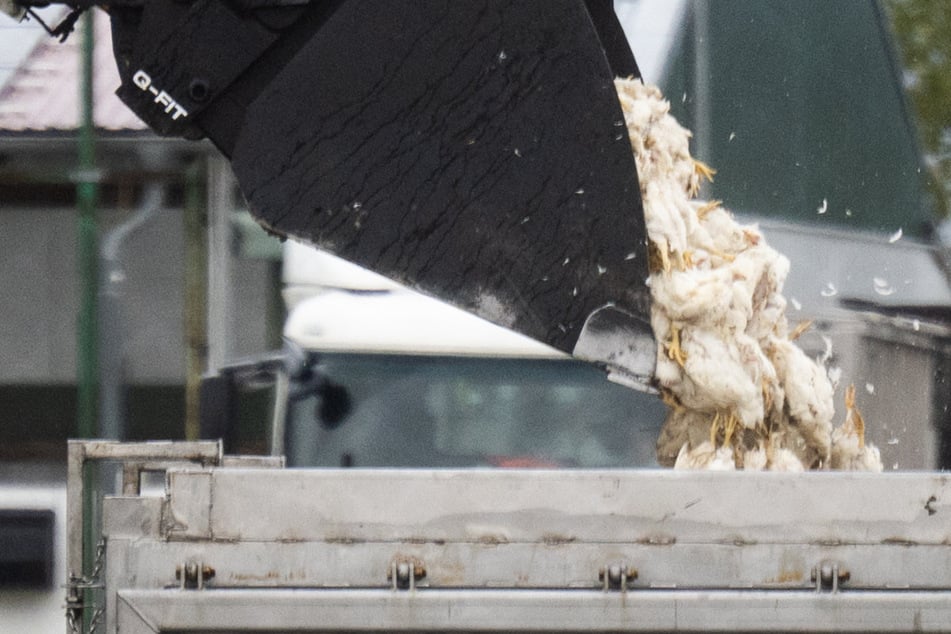 Wegen Vogelgrippe: Schießen jetzt die Eier-Preise nach oben?