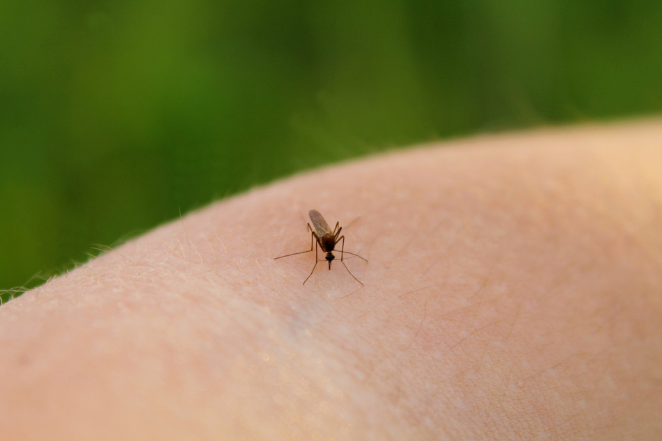 Mückenstiche jucken extrem und können Krankheiten übertragen. (Symbolfoto)