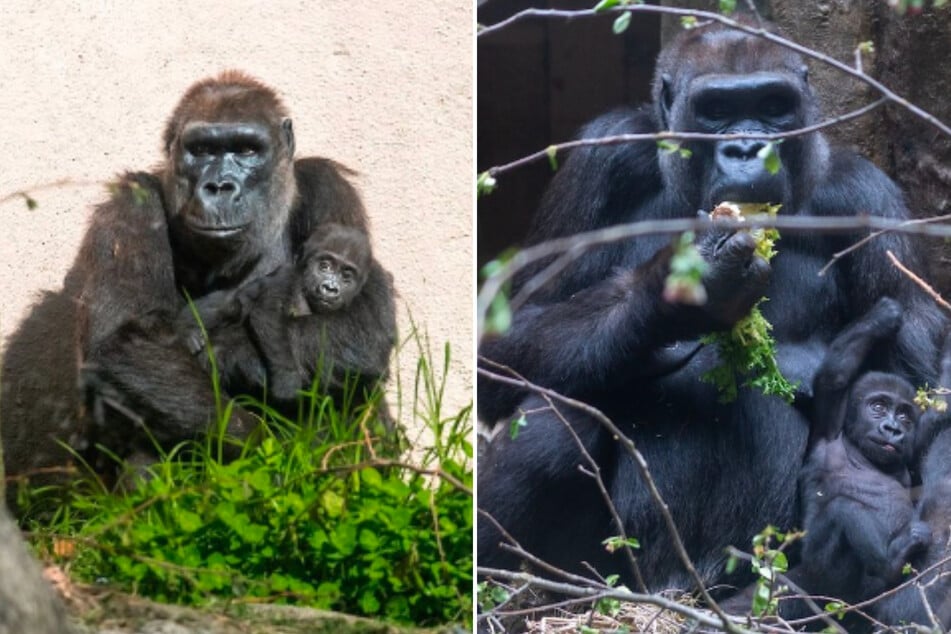 Cleveland Zoo's super gorilla mama Freddy reaches exciting milestone!