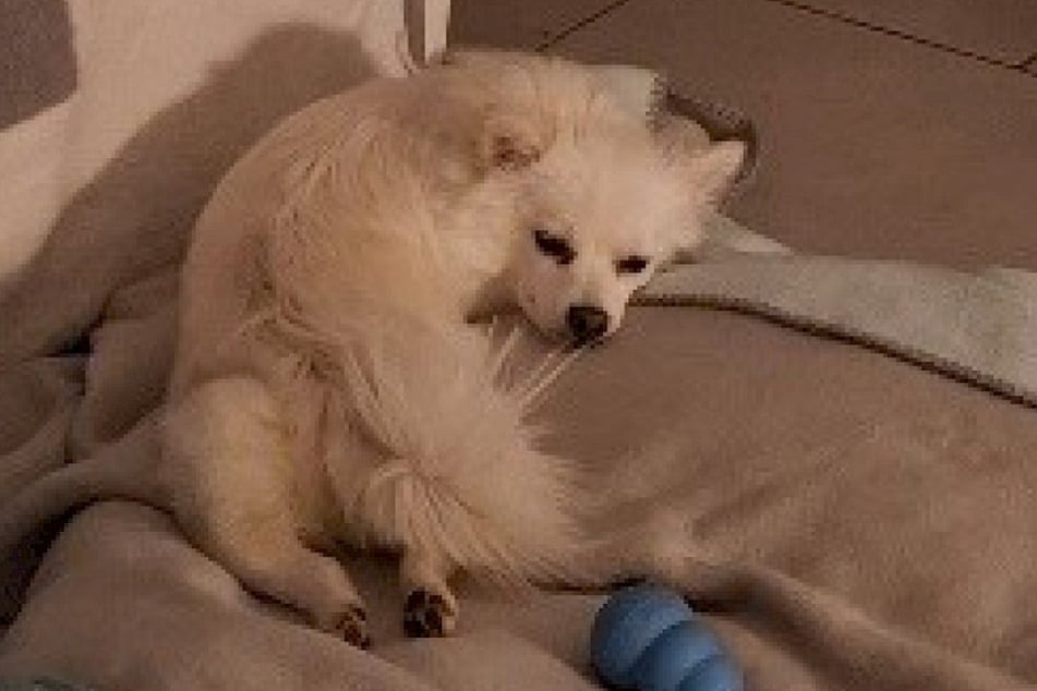 Die Hündin wird zurzeit von einer Tierheim-Mitarbeiterin auf einer Pflegestelle versorgt, sucht jedoch ein richtiges Zuhause, in dem sie für immer bleiben darf.