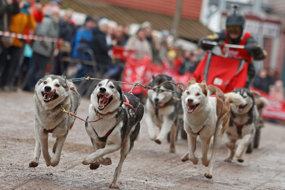 Hundefreizeitsportler aus 30 Ländern kämpfen in Sachsen-Anhalt um Medaillen. Bei der Weltmeisterschaft im Mono-Zughundesport geht es um mehr als 30 Titel. (Archivbild)