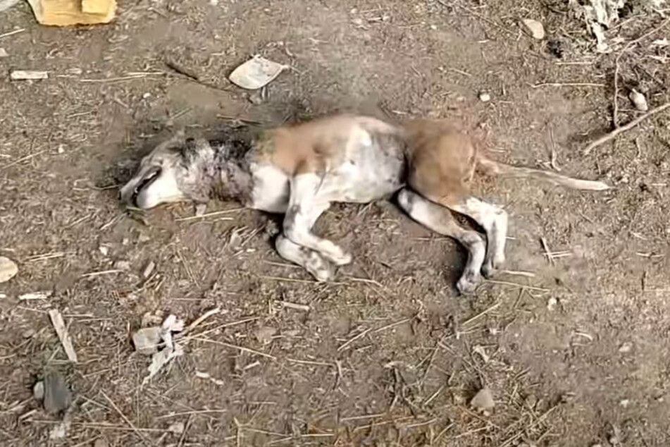 Animal Aid Unlimited veröffentlichte das Video zu dieser dramatischen Hunde-Rettung am Freitag auf YouTube.