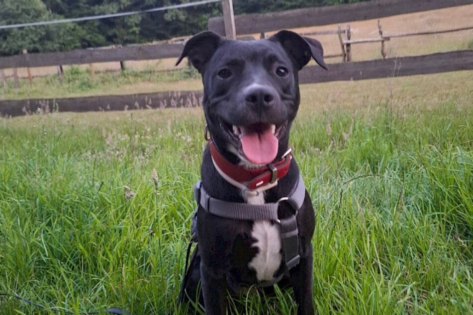 Hündin Judy ist noch ziemlich jung und sucht liebe Hundefreunde, die ihr ein Für-immer-Zuhause schenken.