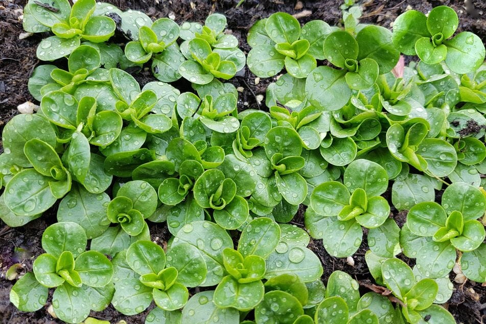 Feldsalat anbauen lohnt sich.