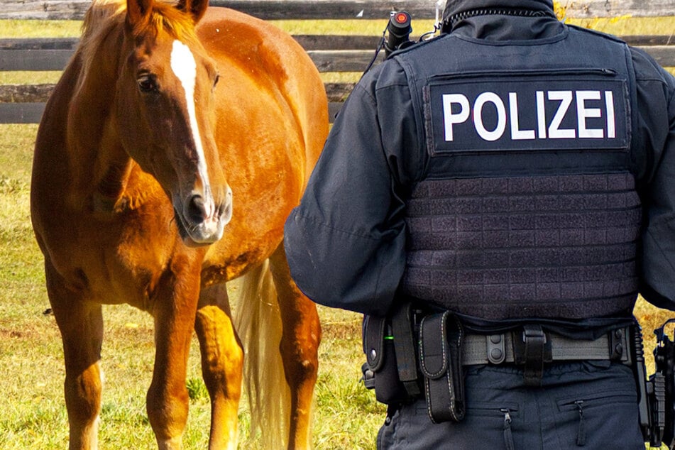 Tierquälerei in der Wetterau: Pferde im Genitalbereich misshandelt