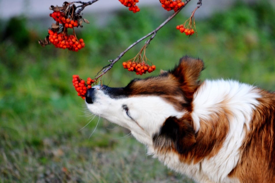 Anders als für Menschen sind Vogelbeeren leicht giftig für Hunde und Katzen.