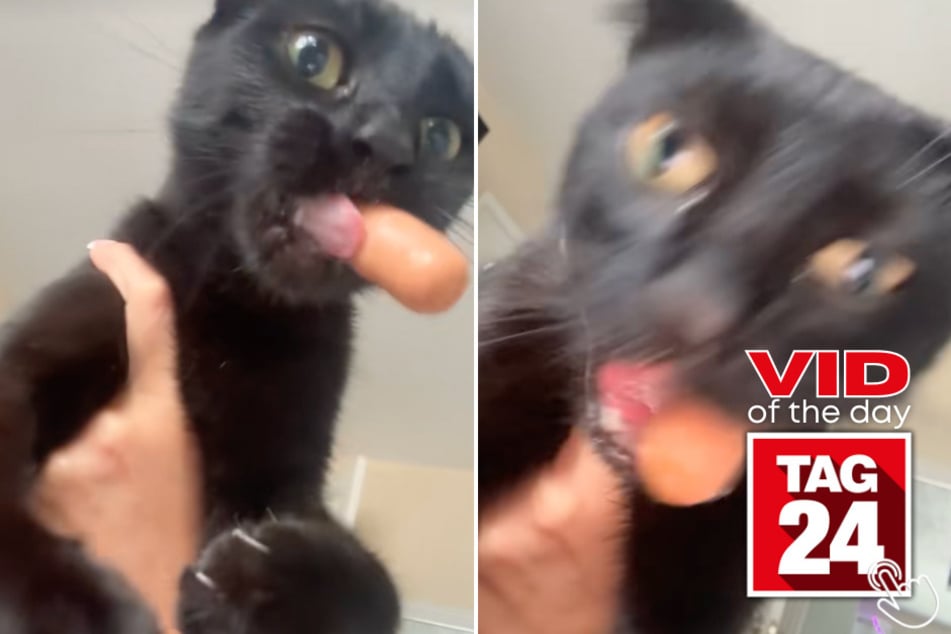 This cat just discovered his life's true passion: hot dogs!