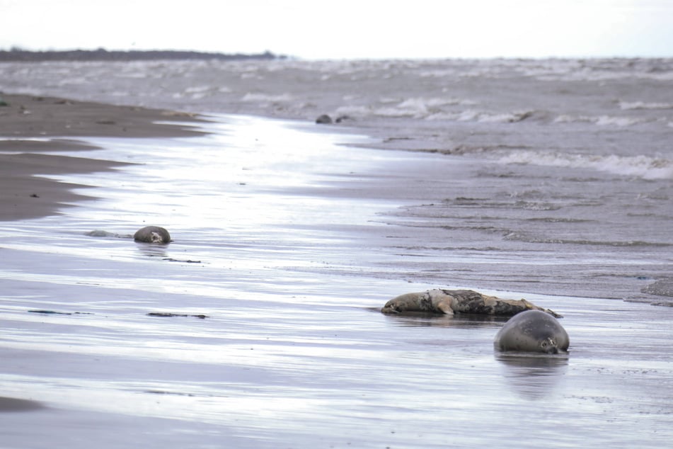 More than 500 Caspian Sea seals, an endangered species in Kazakhstan, have washed up on the shores of the Caspian Sea over the past two weeks (file photo).