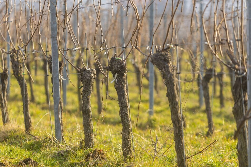 Wenn die Weinreben noch nicht ausgetrieben haben, ist die Kälte kein Problem. (Archivfoto)