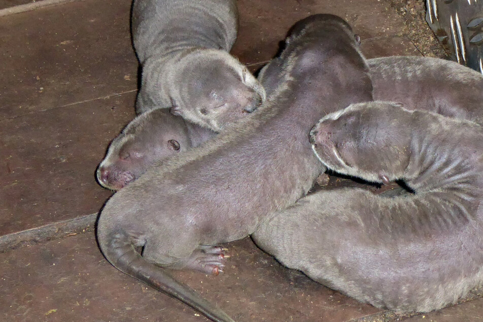 Vier auf einen Streich! Diese Neuankömmlinge sind in die Leipziger Zoo-Kinderstube eingezogen