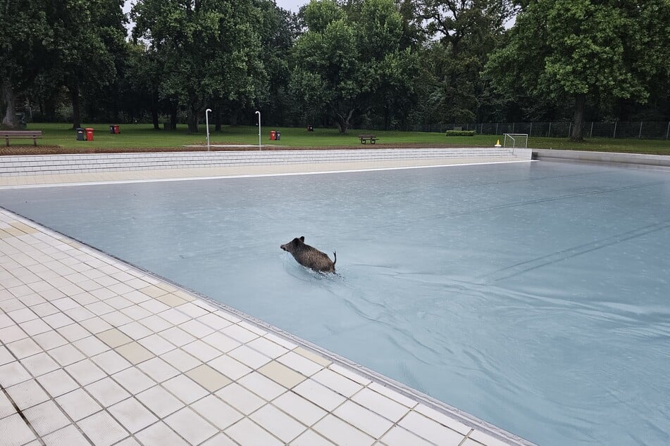 Genießt den Sommer im kühlen Nass: Ein Wildschwein planscht fröhlich in einem Karlsruher Freibad.