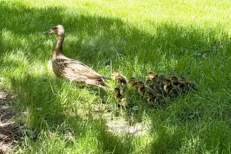 Die Enten-Mama und ihre "Kids" watschelten schließlich davon.