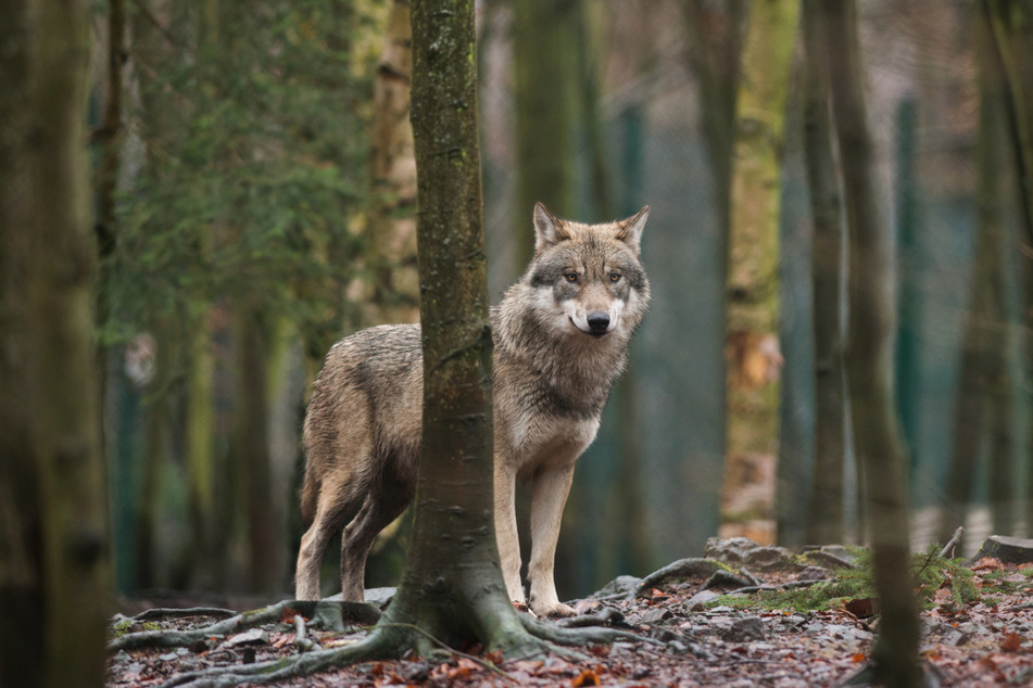 Ein Wolf, der in Baden-Württemberg gesichtet wurde, stammt offenbar aus einem Rudel in Sachsen-Anhalt. (Archivbild)