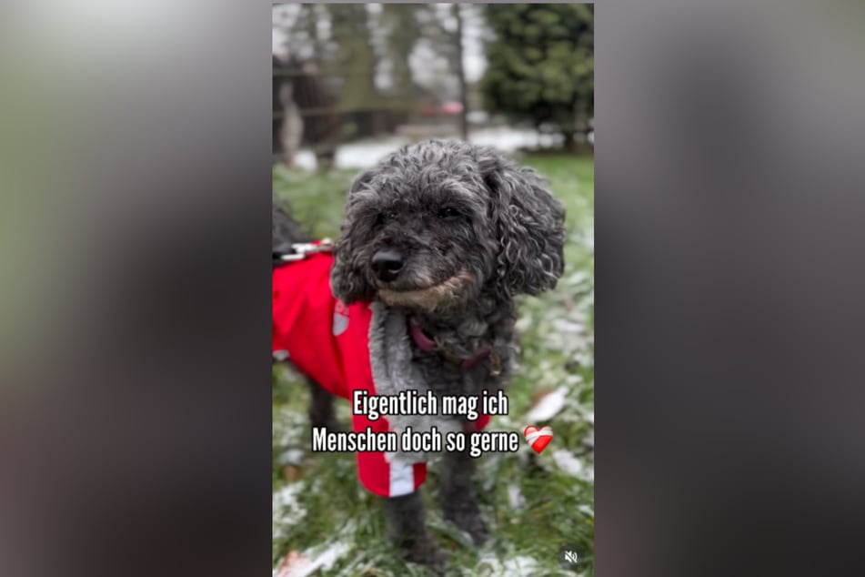 Linas ehemalige Besitzer wollen die Hündin grundlos einschläfern lassen.