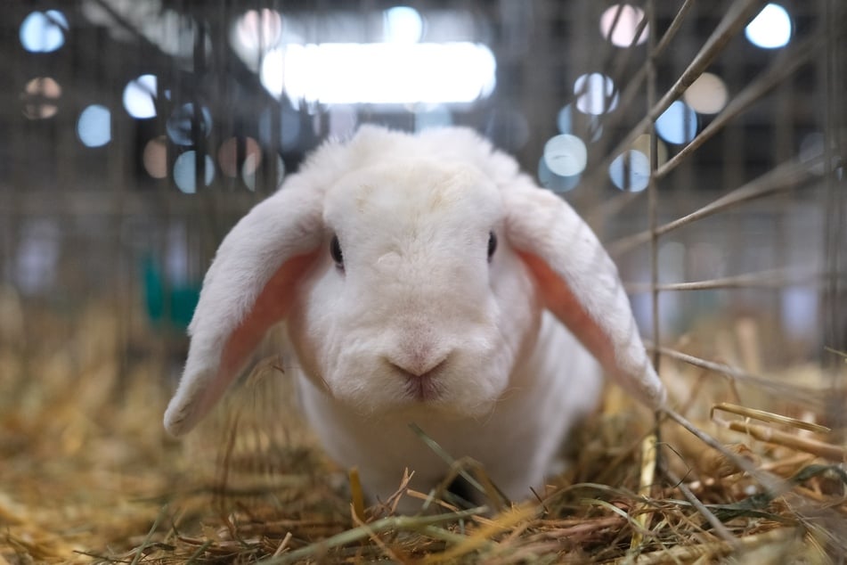 In Nordhausen wurde ein getötetes Kaninchen gefunden. (Symbolfoto)
