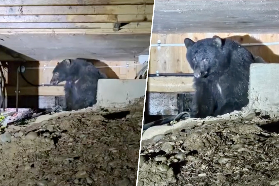 Ein Schwarzbär hatte es sich unter dem Haus der Familie gemütlich gemacht, vermutlich um den Winter zu überdauern.