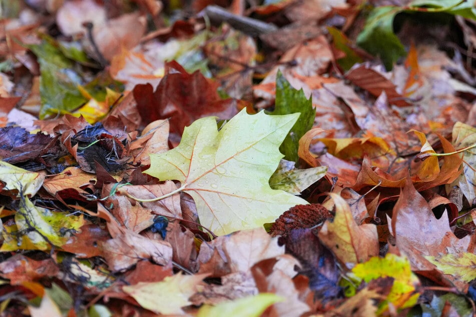 Der Oktober in Sachsen fiel überdurchschnittlich nass aus.