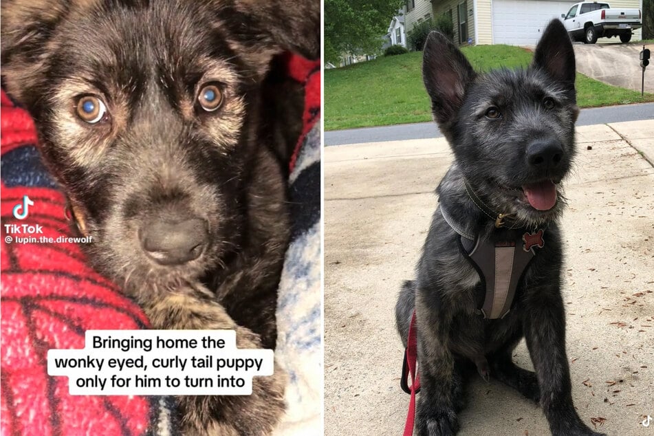 Sweet puppy develops majestic white beard in adulthood