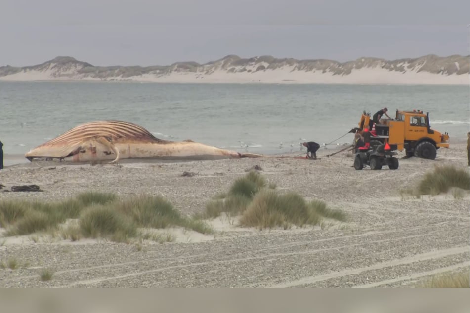 Am Samstagmorgen wurde der Kadavar des Wals an Land gezogen.
