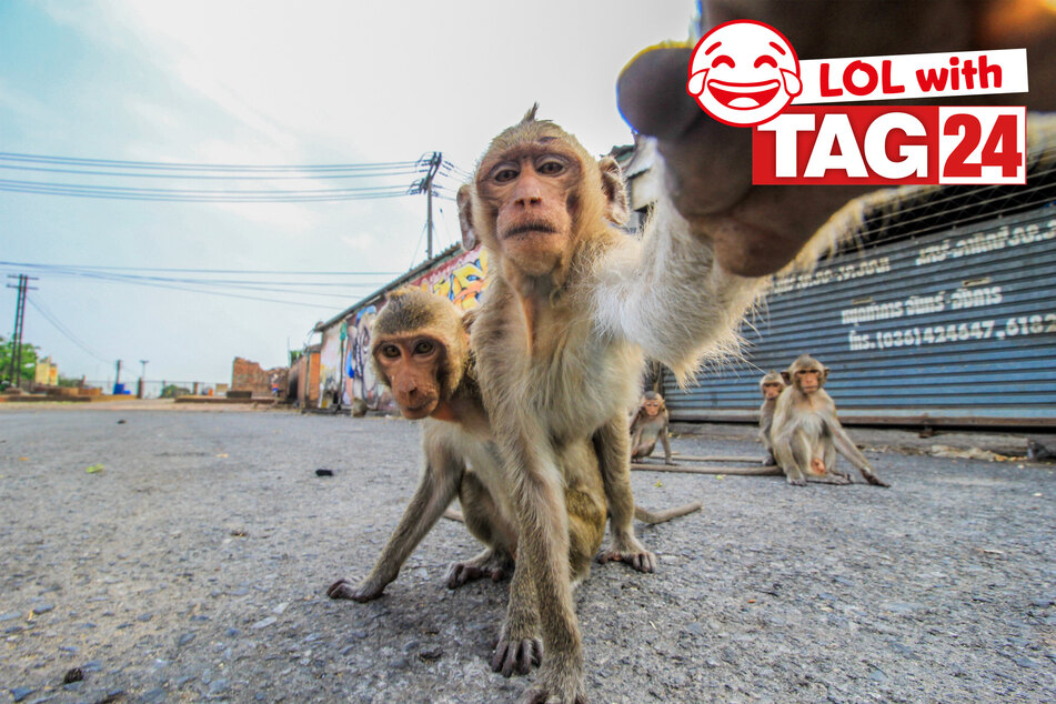 Today's Joke of the Day is a barrel of laughs - and monkeys!