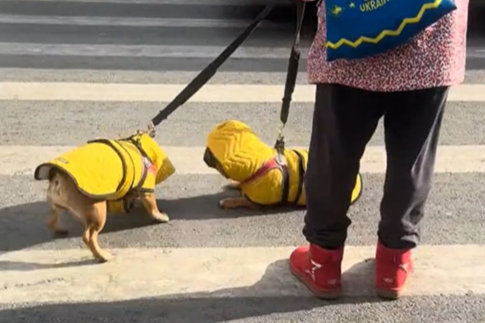 Die geduldige Besitzerin versuchte verzweifelt, ihre Hunde zu ermutigen, wieder aufzustehen, doch die beiden fanden es anscheinend gemütlich auf der Straße.