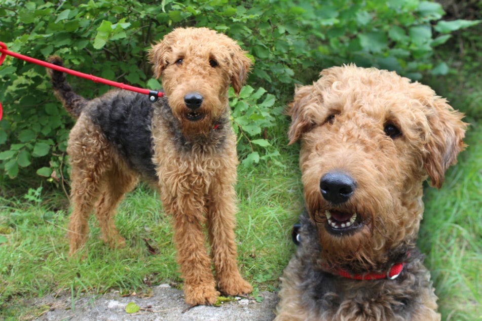 Airedale Terrier aus schlechter Haltung gerettet: Gibt es ein Happy End für "Ella"?