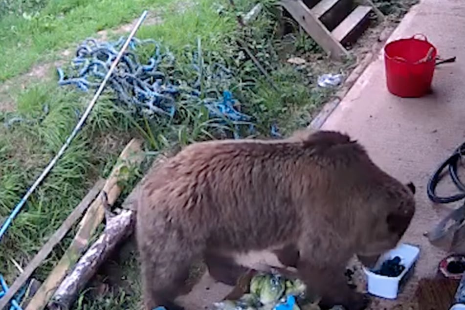 Die Braunbären Mish und Lucy plünderten bei ihrem Abenteuer die Futterkammer.