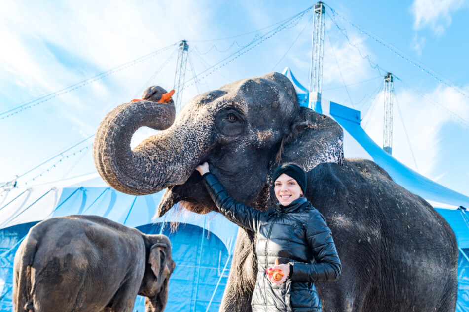 Die ersten Tiere sind schon da: Cvetomira Kirova-Errani (25) mit Elefanten-Dame "Yumba" (46).