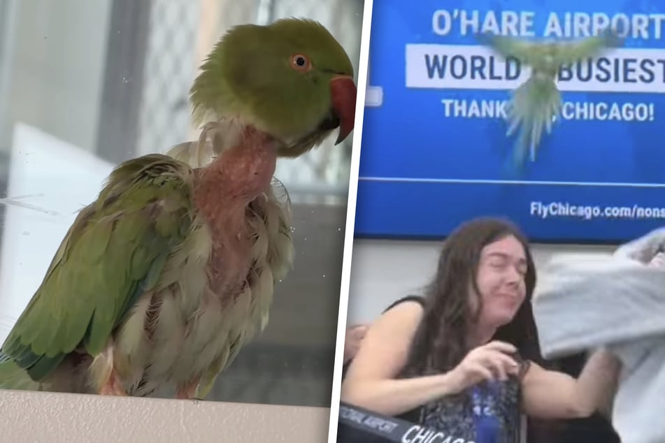 Chaos am Flughafen: Angriffslustiger Papagei geht auf Passagiere los