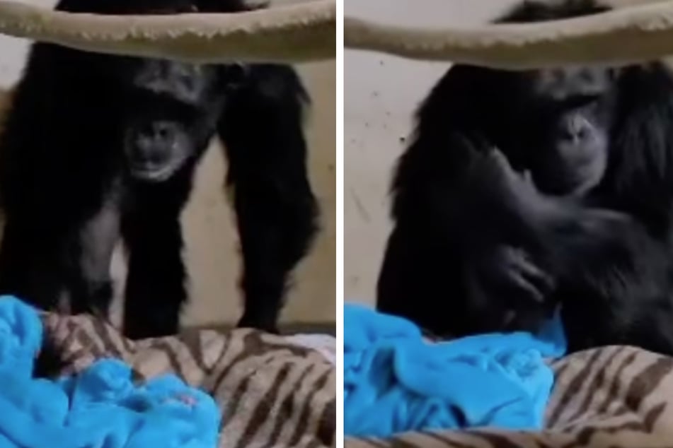 Als ihr Baby seine kleine Hand ausstreckte, gab es für Schimpansen-Dame Mahale kein Halten mehr. Überglücklich nahm sie ihr Kind in den Arm.