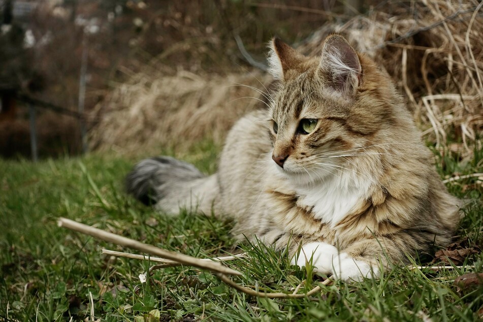 Most cats like being outside.