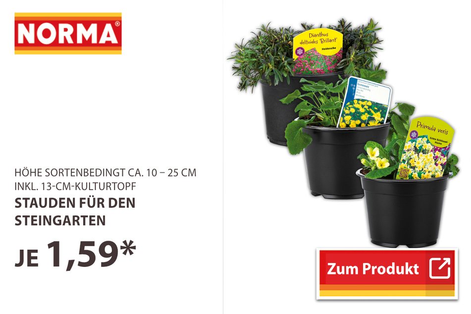 Stauden für den Steingarten