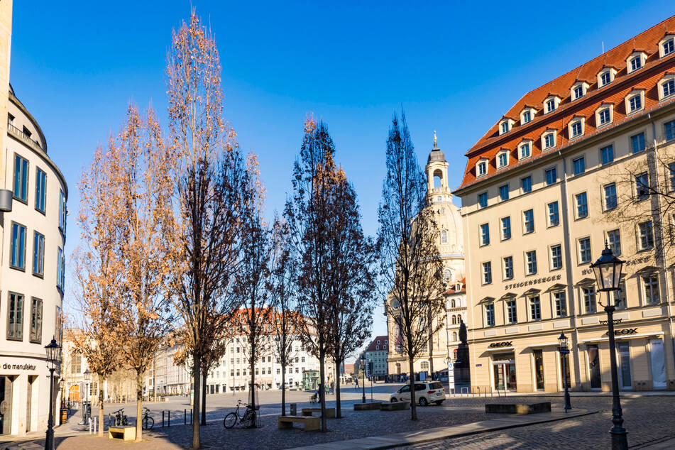 Für den Bau des Hotels müssten diese Stieleichen weichen.