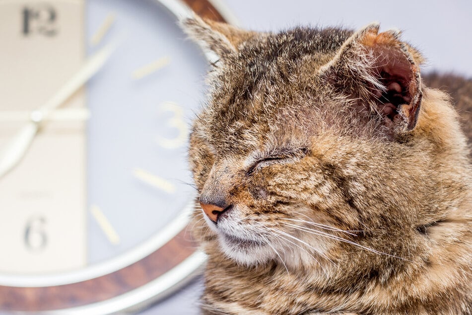 Fast 120 Menschenjahre: Flossie ist die älteste lebende Katze der Welt